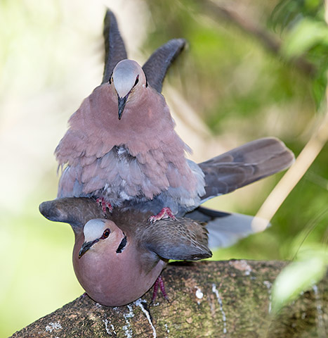 Red-eyed Dove mating pair